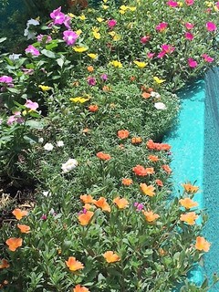 花3.JPG